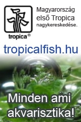 Tropical-fish